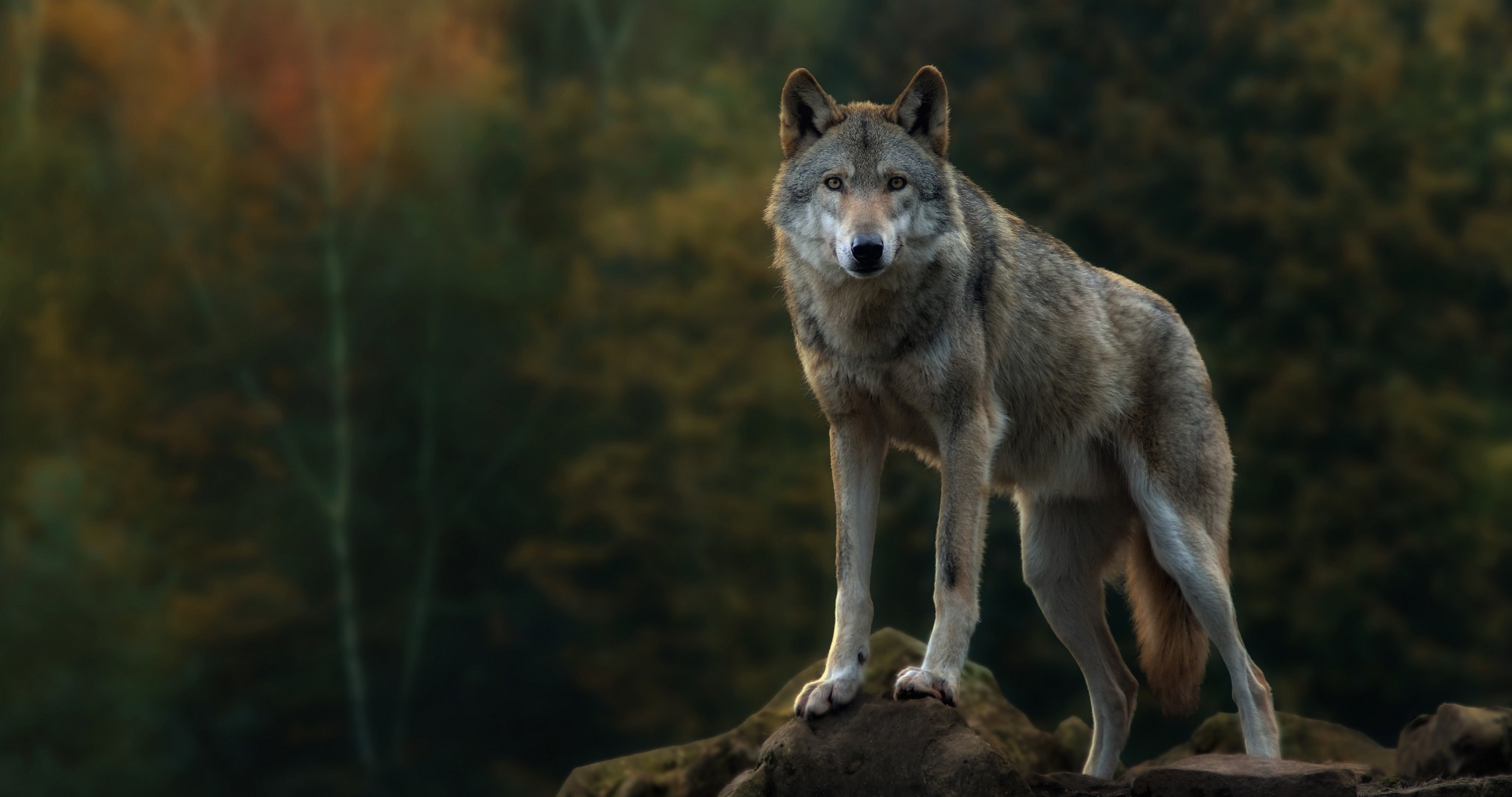 Cosa fare (e non fare) se si dovesse incontrare un lupo? -